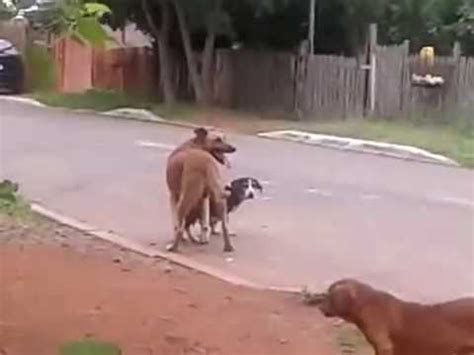 homem comendo o cu do cachorro|cão engatado & cachorro fica engatado com a mulher ...